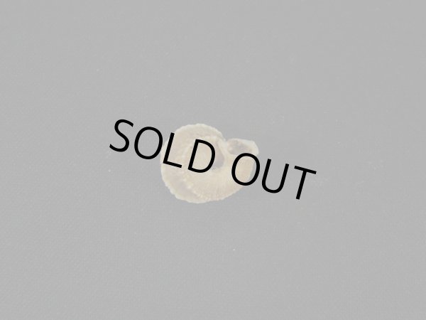 画像3: Cerion disforme nodali (3)