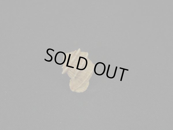 画像2: Cerion disforme nodali (2)