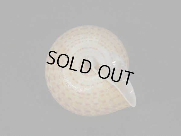 画像2: ピルスブリヒモマキマイマイ（Solaropsis pilsbryi）特美品 (2)