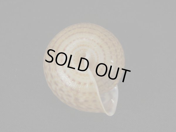 画像2: ピルスブリヒモマキマイマイ（Solaropsis pilsbryi）美品 (2)