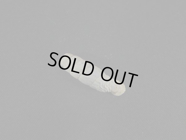 画像2: アンデスギセル(Andinia taczanowskii) シッピングダメージ (2)