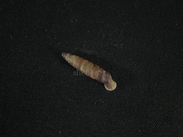 画像2: Nodulia handi cubicularia 大 美品 (2)