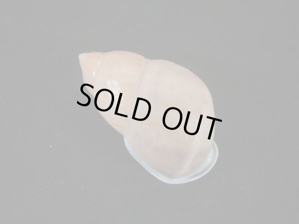 画像2: ヒダクチグロミミマイマイ (Auris nigrilabris) 特美品 (2)