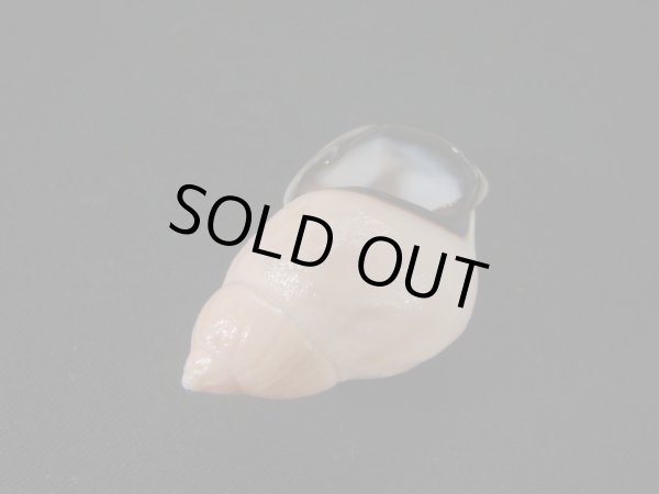 画像3: ヒダクチグロミミマイマイ (Auris nigrilabris) 特美品 (3)