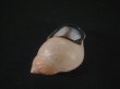 画像3: ヒダクチグロミミマイマイ (Auris nigrilabris) 特美品 (3)