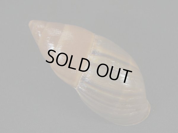 画像2: バイショガンドナガマイマイ(Thaumastus baixoguanduensis)  特美品 (2)