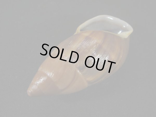 画像3: バイショガンドナガマイマイ(Thaumastus baixoguanduensis)  特美品 (3)