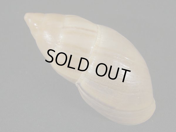 画像2: バイショガンドナガマイマイ(Thaumastus baixoguanduensis)  大　特老成　特美品 (2)