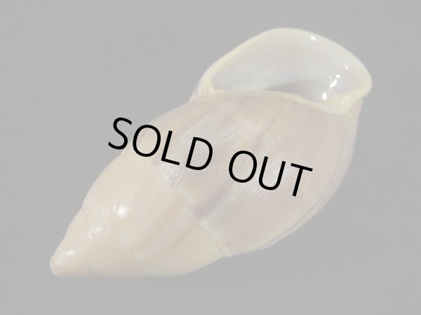 画像3: バイショガンドナガマイマイ(Thaumastus baixoguanduensis)  大　特老成　特美品 (3)