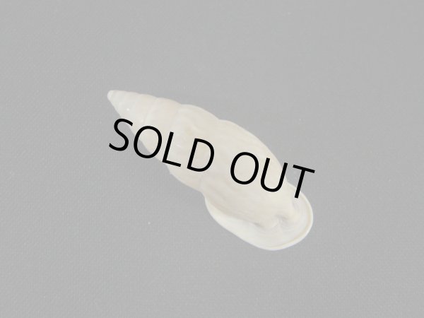 画像2: バリントンアラハダマイマイの仲間(Burringtonia exesa)　特美品 (2)