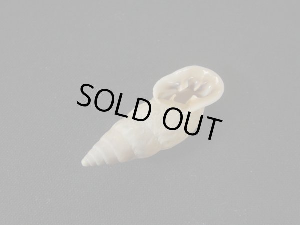 画像3: バリントンアラハダマイマイの仲間(Burringtonia exesa)　特美品 (3)