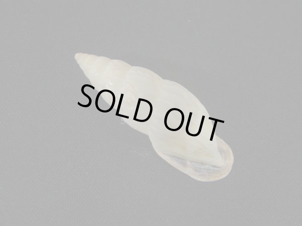 画像2: バリントンアラハダマイマイの仲間(Burringtonia exesa)　大　美品 (2)