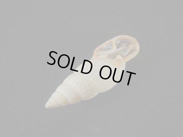 画像3: バリントンアラハダマイマイの仲間(Burringtonia exesa)　大　美品 (3)