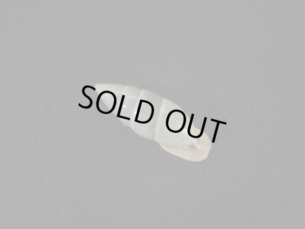 画像2: アラハダマイマイの仲間(Cyclodontina punctatissima) (2)