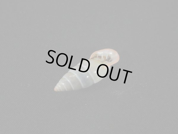 画像3: アラハダマイマイの仲間(Cyclodontina punctatissima) (3)