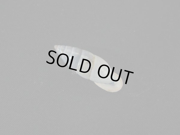 画像2: アラハダマイマイの仲間（Cyclodontina punctatissima） (2)