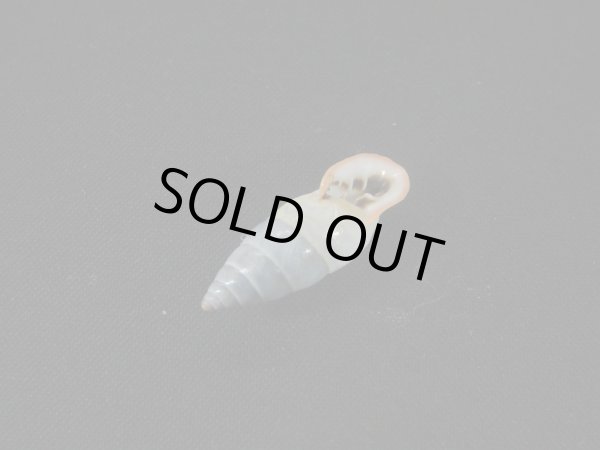 画像3: アラハダマイマイの仲間（Cyclodontina punctatissima） (3)