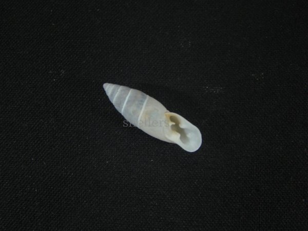画像1: オニグチギセルの仲間（Bahiensis albofilosus）特美品 (1)