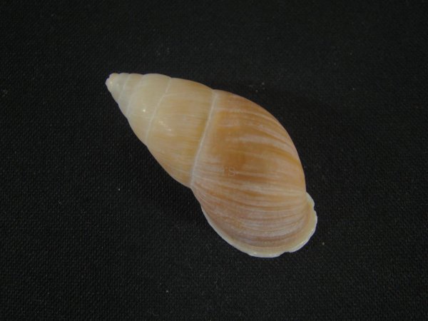 画像2: ツヤコムラサキナガマイマイ(Kora rupestris) (2)