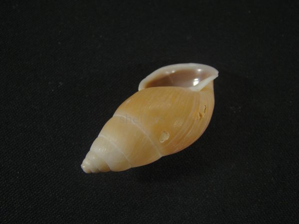 画像3: ツヤコムラサキナガマイマイ(Kora rupestris) (3)