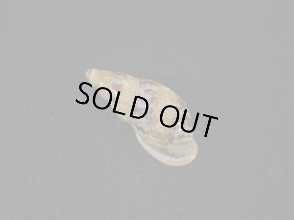 画像2: クチムラサキクビレマイマイ（Anthinus multicolor）特美品 (2)