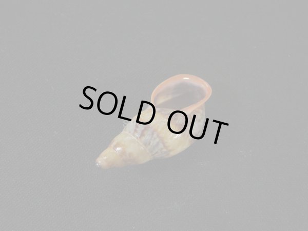 画像3: クチムラサキクビレマイマイ（Anthinus multicolor）特美品 (3)