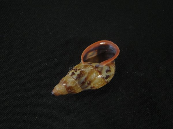 画像3: クチムラサキクビレマイマイ(Anthinus multicolor)美品 (3)