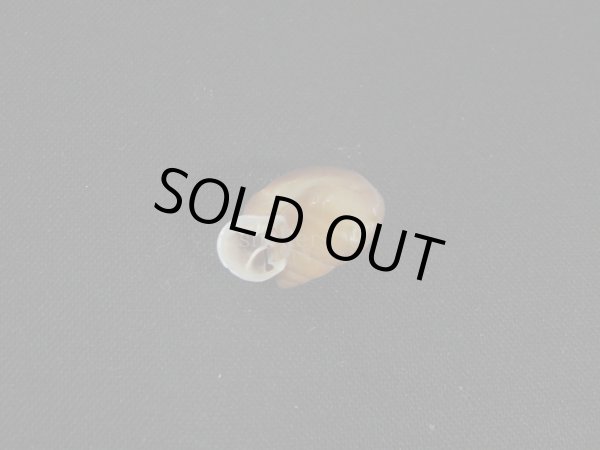 画像3: 新種カタツムリ[Clinispira insolita(Simone＆Casati,2013)]  美品 (3)