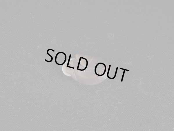 画像2: 新種カタツムリ[Clinispira insolita(Simone＆Casati,2013)]  濃色　特美品 (2)