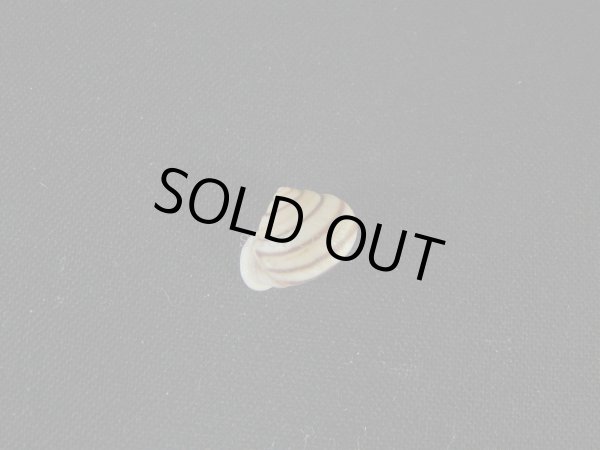 画像2: ピルスブリクチトジマイマイ（Tomigerus pilsbryi）特美品 (2)