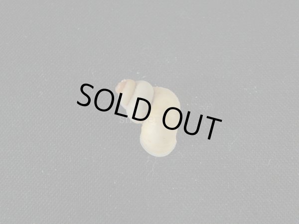 画像2: クチヒレガイの仲間(Rhytidothyra bilabiata) (2)