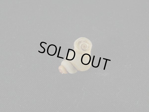 画像3: クチヒレガイの仲間(Rhytidothyra bilabiata) (3)