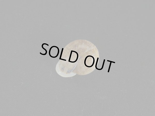 画像2: リングサカダチマイマイ(Ringincella carinata)　特美品 (2)