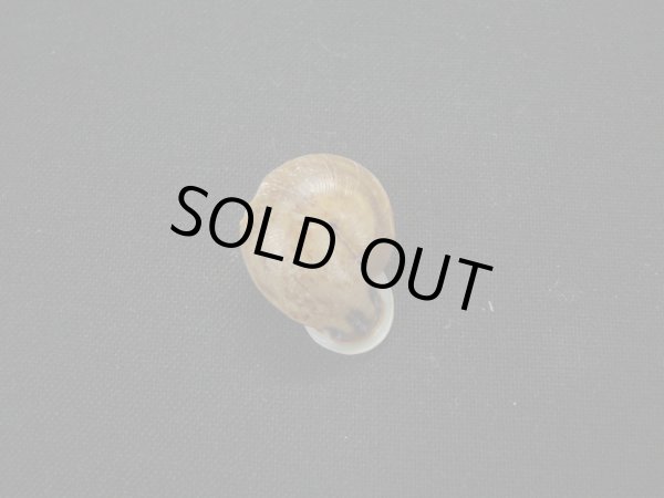 画像2: リングサカダチマイマイ(Ringincella carinata) (2)