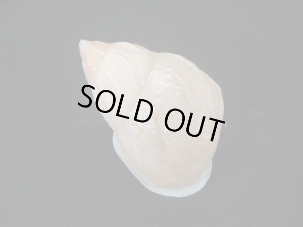 画像2: ヒダクチグロミミマイマイ (Auris nigrilabris)  美品 (2)