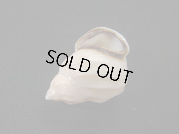 画像3: ヒダクチグロミミマイマイ (Auris nigrilabris)  美品 (3)