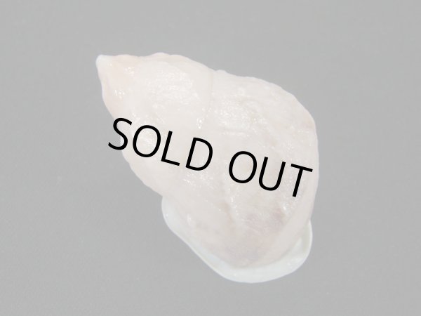 画像2: ヒダクチグロミミマイマイ (Auris nigrilabris)  大　美品 (2)