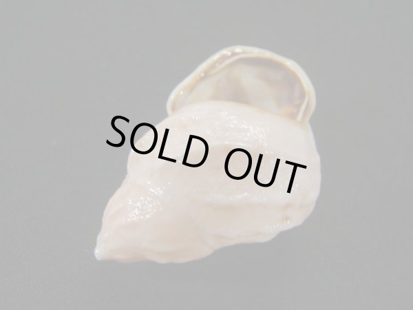 画像3: ヒダクチグロミミマイマイ (Auris nigrilabris)  大　美品 (3)