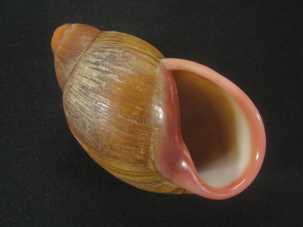 画像1: Megalobulimus aff. pygmaeus　老成　殻皮付 (1)