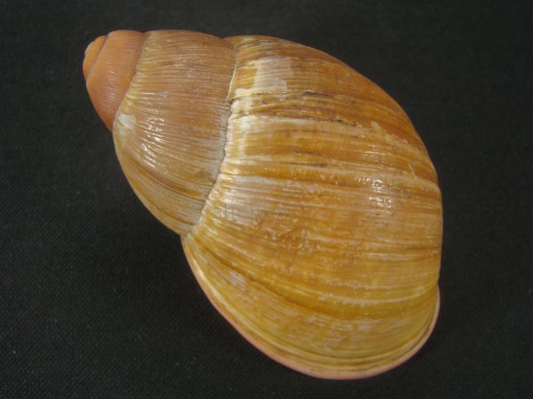 画像2: Megalobulimus aff. pygmaeus　老成　殻皮付 (2)