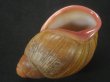 画像3: Megalobulimus aff. pygmaeus　老成　殻皮付 (3)