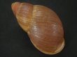 画像2: Megalobulimus aff. pygmaeus　老成　殻皮付 (2)