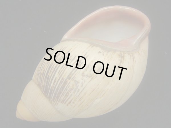 画像3: Megalobulimus aff. wohlersi Morretes　超老成 (3)