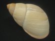画像2: Megalobulimus aff. wohlersi Morretes　超老成 (2)