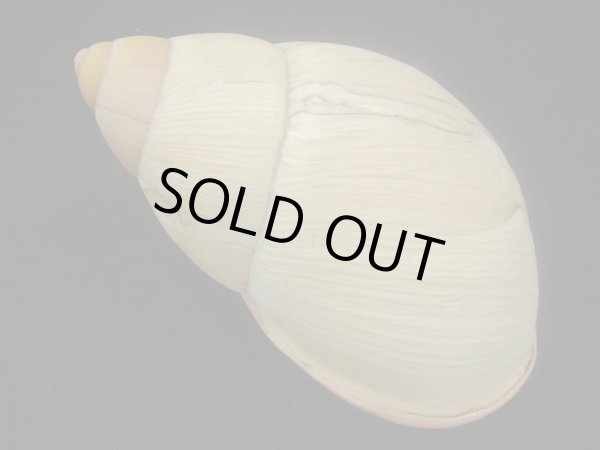 画像2: Megalobulimus aff. wohlersi Morretes　超老成 (2)