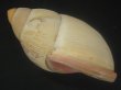 画像4: Megalobulimus aff. wohlersi Morretes　超老成 (4)
