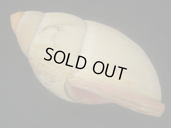 画像4: Megalobulimus aff. wohlersi Morretes　超老成 (4)