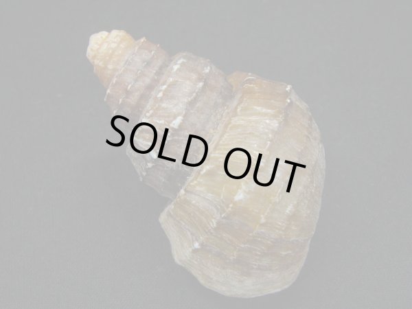 画像2: コブタニシ　高螺頭型 (2)