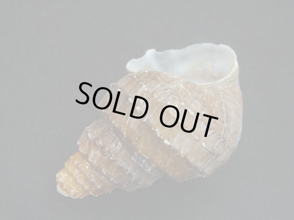 画像3: コブタニシ　高螺頭型 (3)