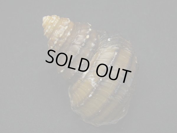 画像2: コブタニシ 中螺頭型 蓋付き (2)